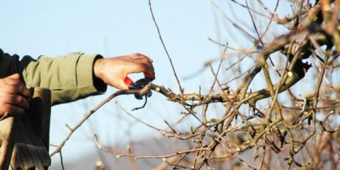 Kako izrezati i oblikovati krušku: dijagram + video za početnike